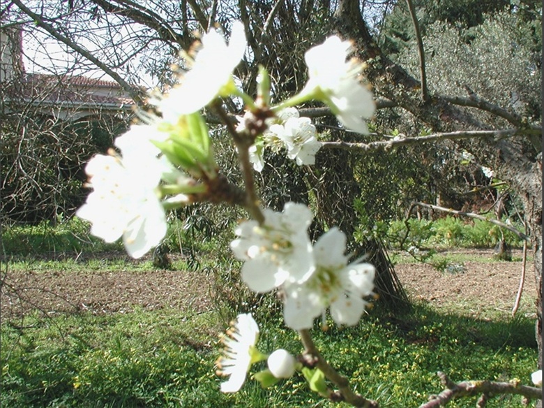 Segni di primavera